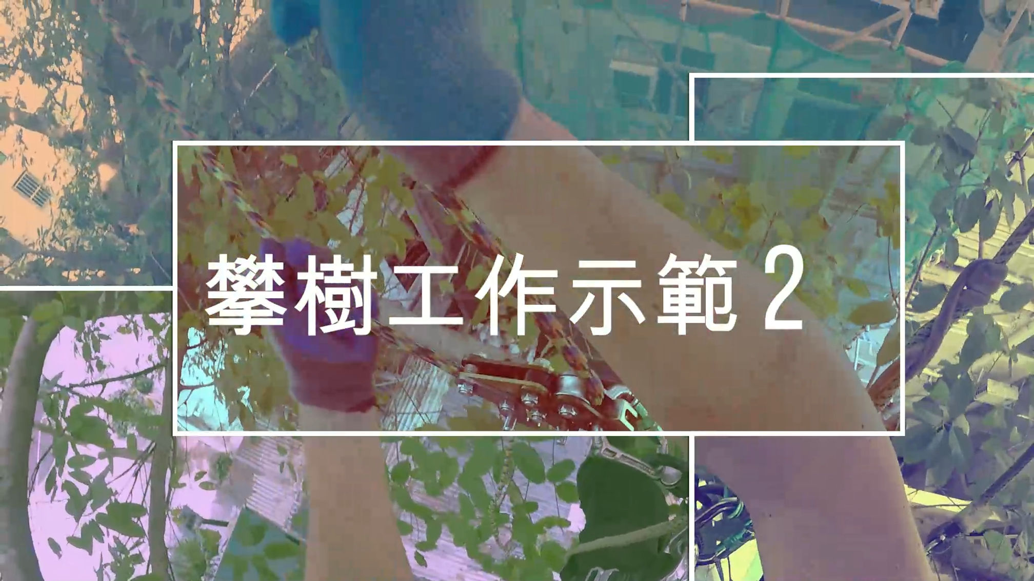 攀樹工作示範 2